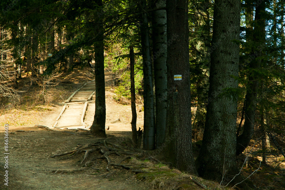 Obraz premium Track path in mountain forest