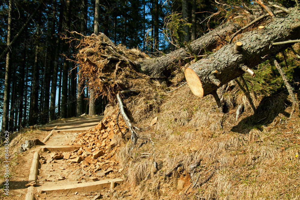 Fototapeta premium Broken tree wind disaster