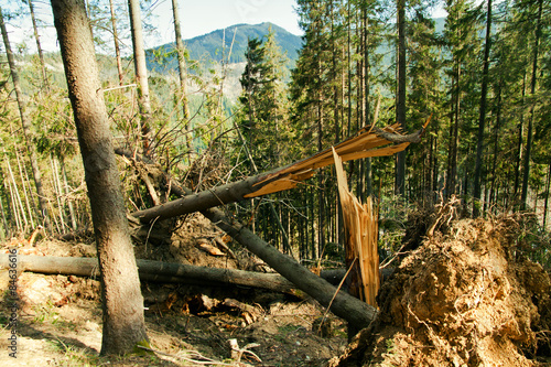 Broken tree wind disaster © pab_map