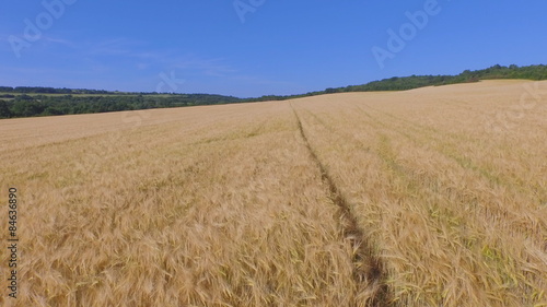 Aerial footage of flying over fields of ripe barley.