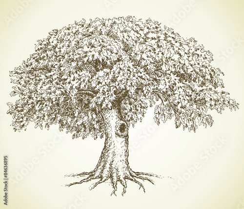 Vector picture. Oak with green crown