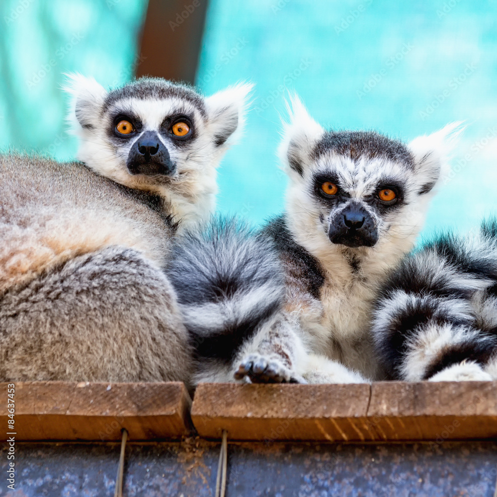 Obraz premium Lemurs family