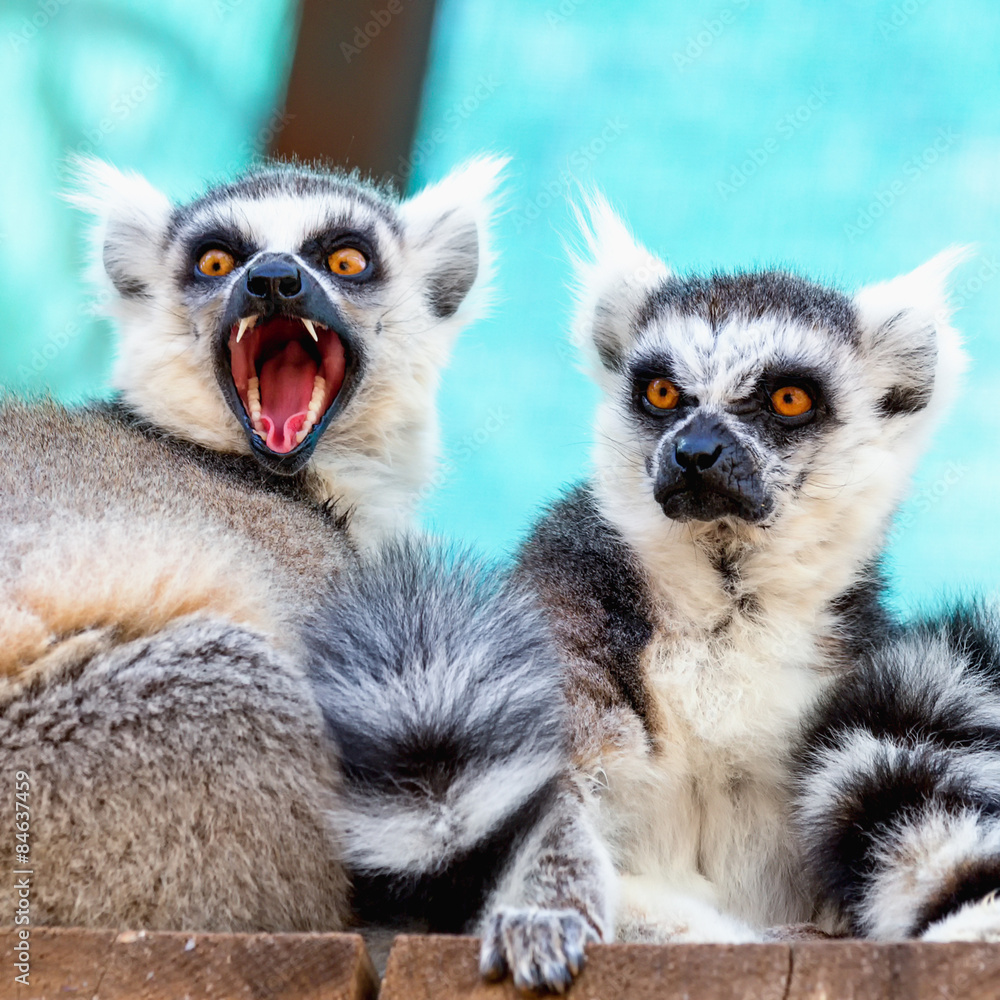 Obraz premium Hungry and angry lemurs