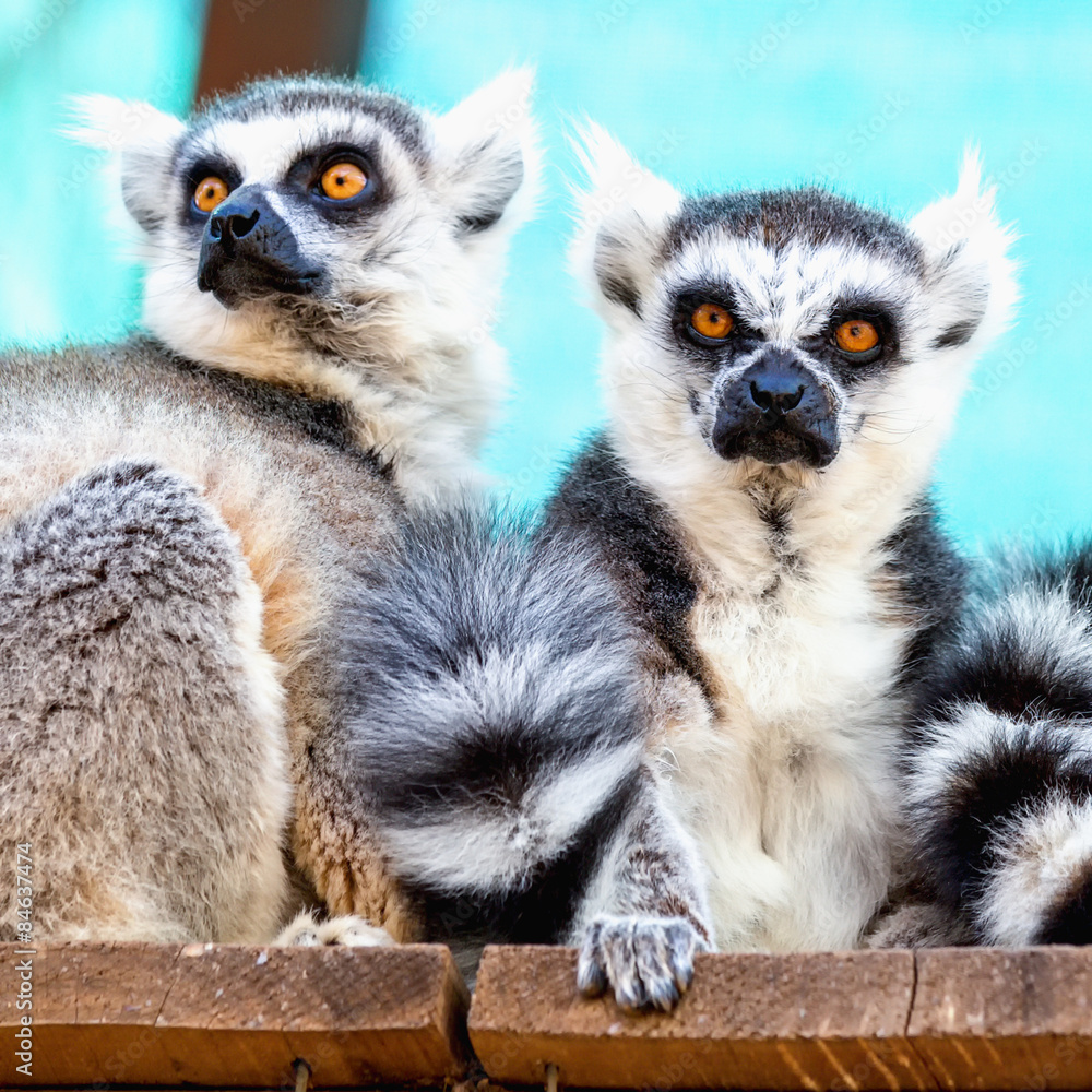 Obraz premium Lemurs