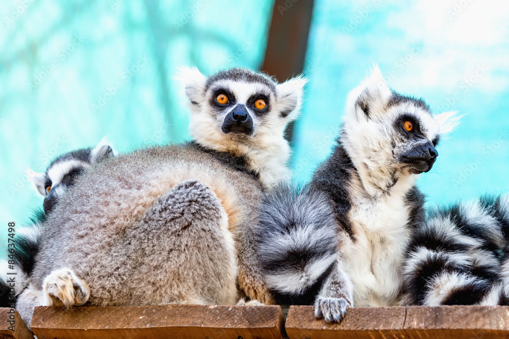 Obraz premium Lemurs family