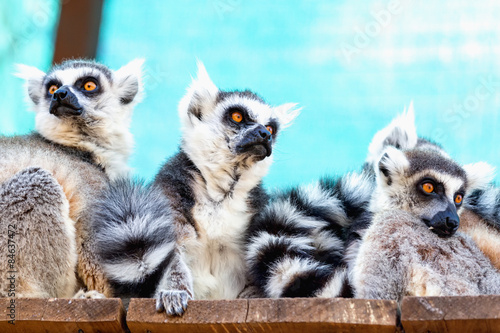 Lemurs family