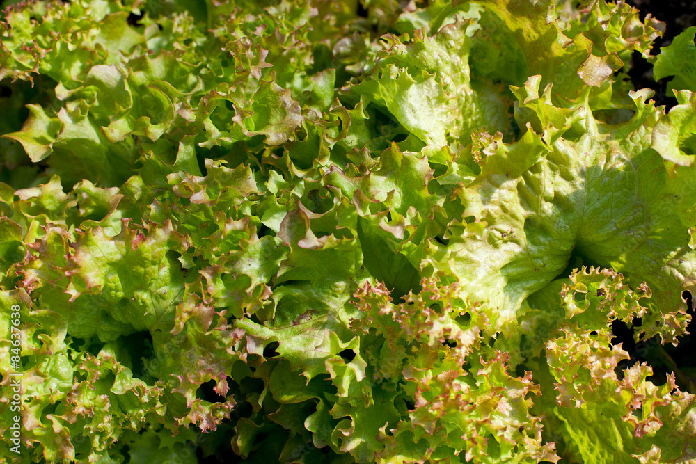 growing lettuce growing lettuce