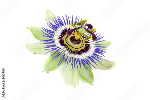 passion flower isolated on white photo
