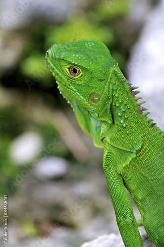 Young Green male iguana, Fairchild Gardens