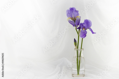 Two Purple Iris Flowers In A Jar