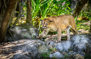 Crédence de cuisine Puma Puma sauvage dans les hautes herbes  © Maciej Czekajewski