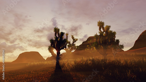 Photography Joshua trees and red rocks at sunset