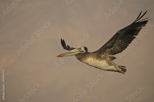 Brown pelican photo