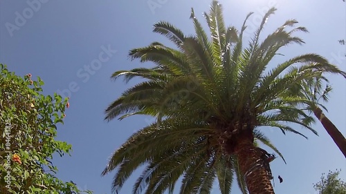 Palm tree cleaning and treatment, red weevil pest control photo