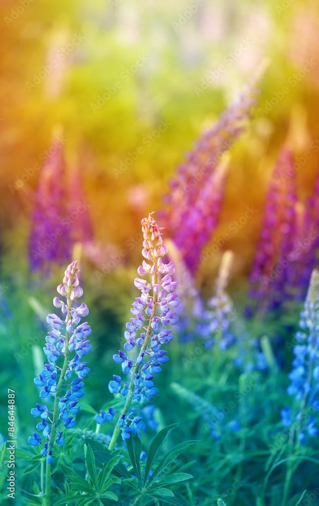 Obraz premium Beautiful flowers