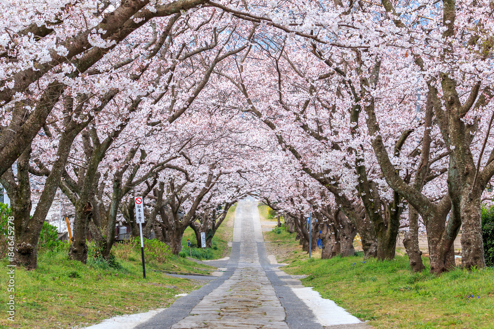 桜のアーチ＠佐賀県武雄市