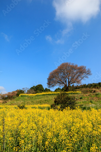 馬場の一本桜＠佐賀県武雄市