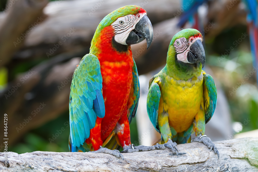 Obraz premium parrot