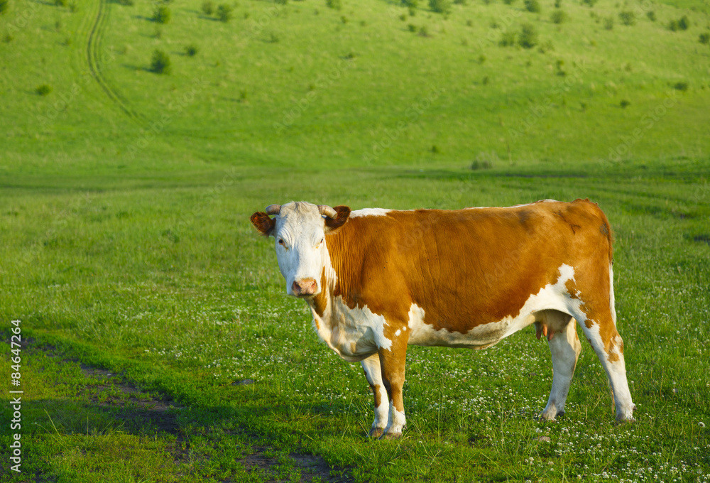 Cow on a mountain pasture