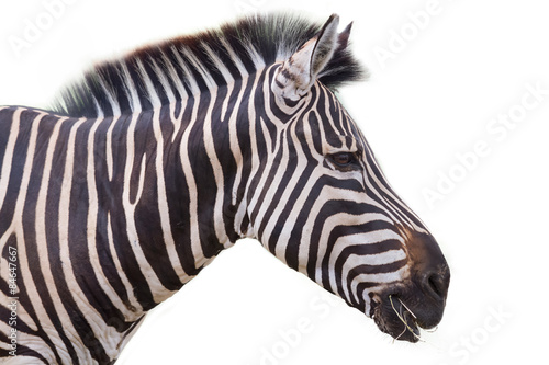 Zebra © nattanan726