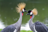 Beautiful crowned crane