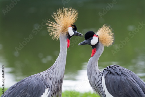 Beautiful crowned crane photo