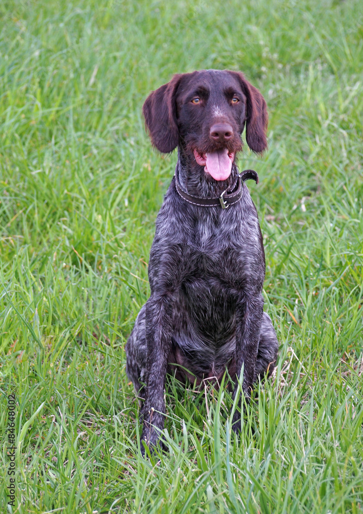 The young dog of breed of drahthaar sitting on grass