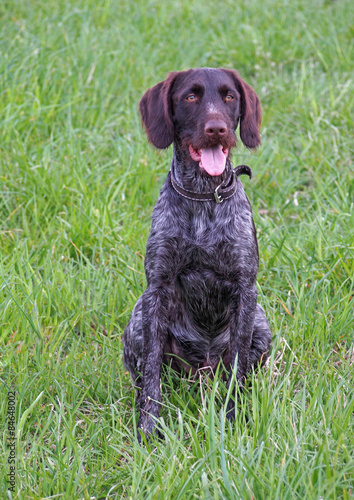 The young dog of breed of drahthaar sitting on grass