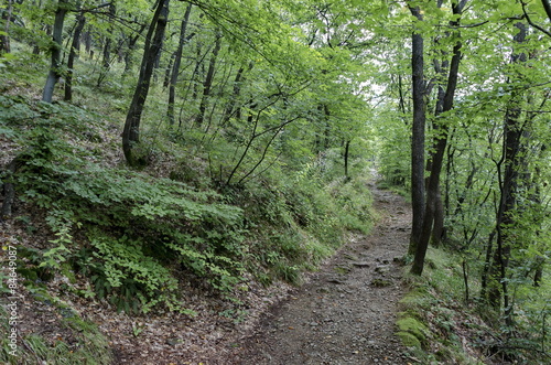 View of a path through a lush green summer forest, Vitosha mountain, Bulgaria © vili45