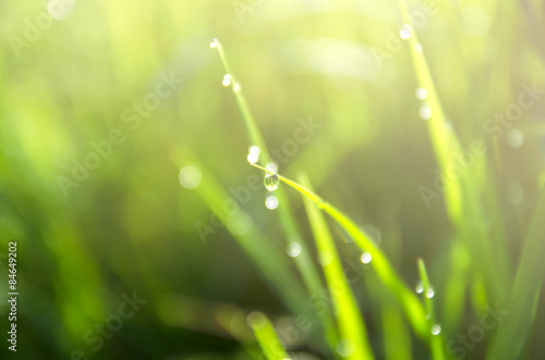 Drops of dew on the grass with color filter