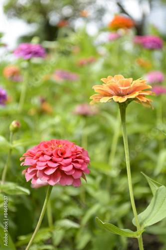 Portulaca
