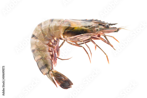 Tiger prawn shrimp