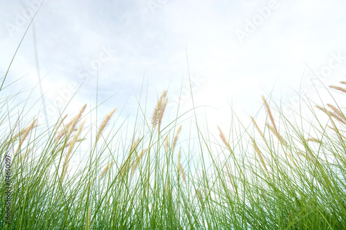 Fresh green grass in beautiful meadow