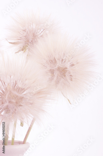 Fototapeta Naklejka Na Ścianę i Meble -  Bouquet of dandelions