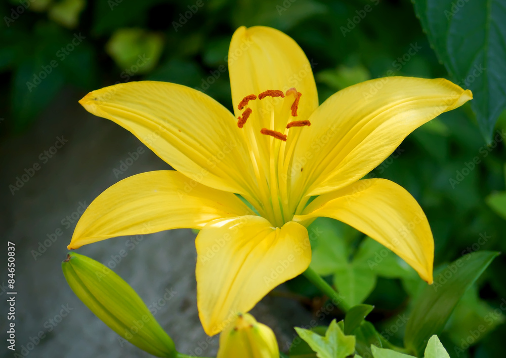 yellow lily flowers yellow lily flowers