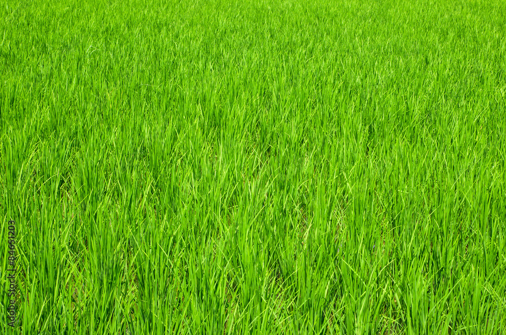 Verdant rice fields in Thailand Verdant rice fields in Thailand