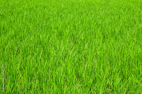 Verdant rice fields in Thailand