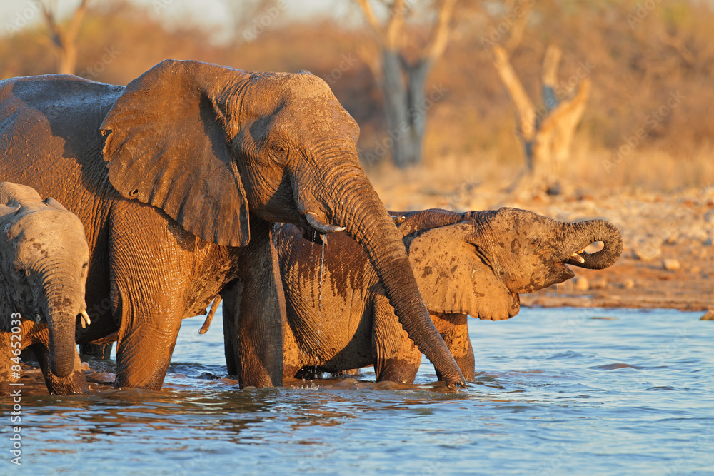 Fototapeta premium Elephants drinking water, Etosha National Park