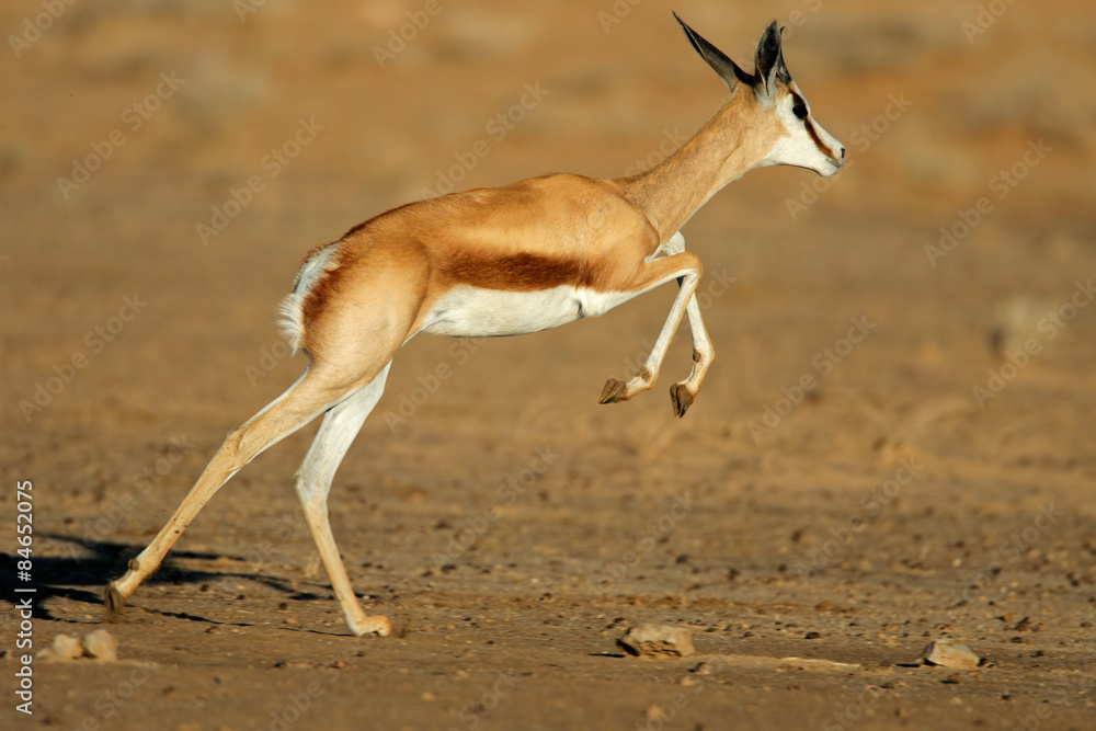 Running springbok antelope, Kalahari desert Running springbok antelope, Kalahari desert