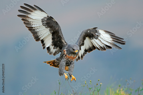 Jackal buzzard landing with open wings photo