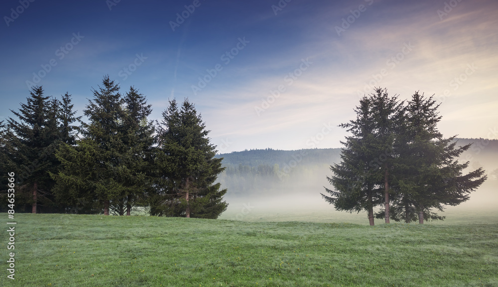 Fog covered trees in the valley with bright blue sky Fog covered trees in the valley with bright blue sky