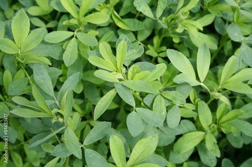 Bild auf Leinwand piante di erba medica nel campo