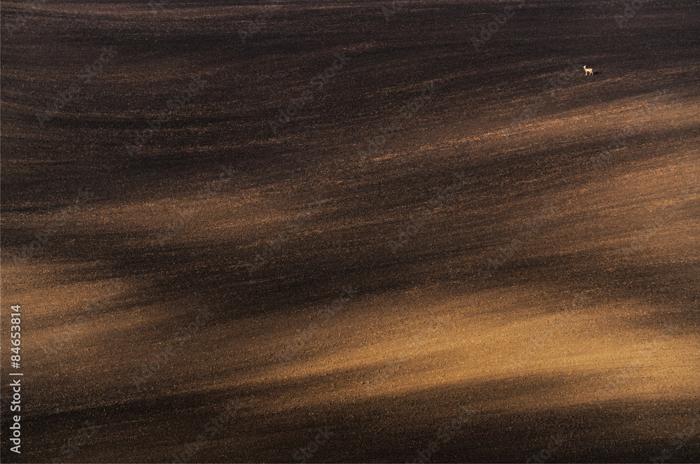 Landscape with a lonely deer. Plowed field, lit by the morning sun and alone deer standing on it.