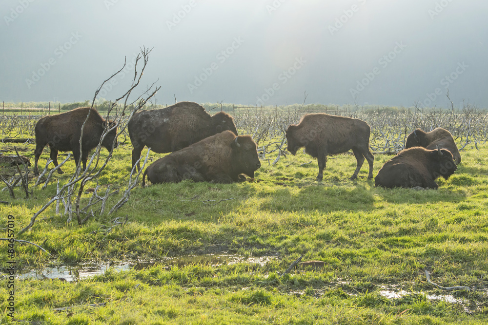 Obraz premium Bisons