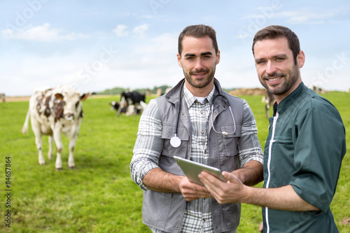 Farmer and veterinary working together in a masture with cows