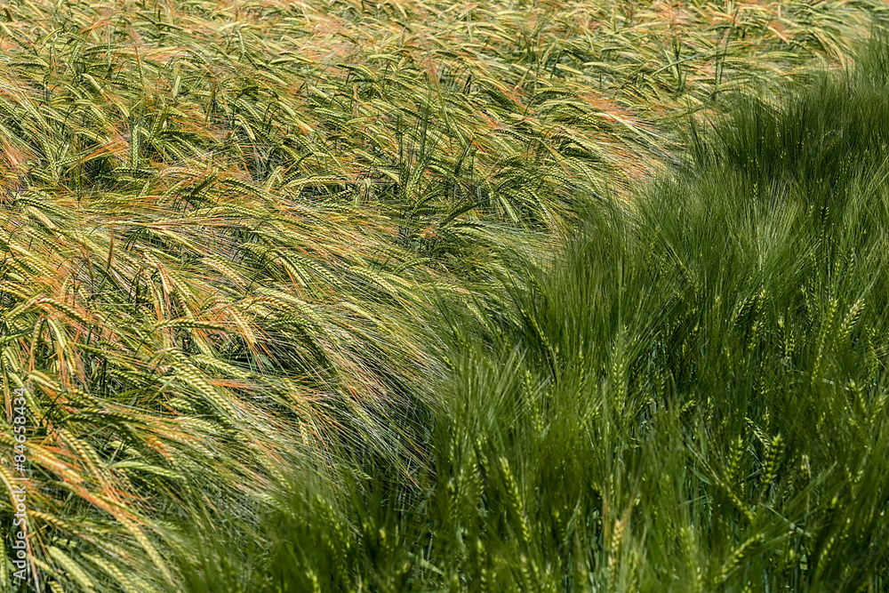 Background with wheat 14