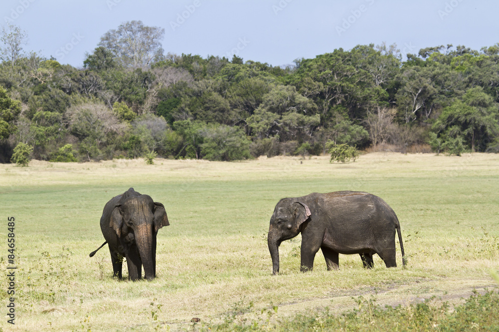 Asian elephant in Minneriya national park, Sri Lanka Asian elephant in Minneriya national park, Sri Lanka