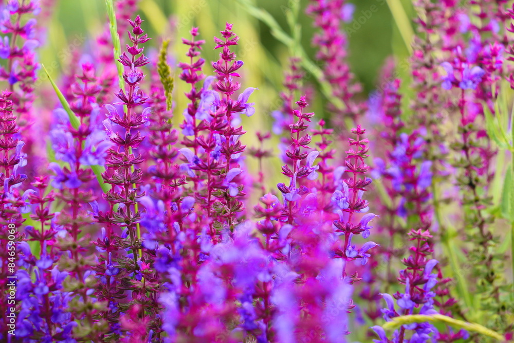 Obraz premium Sage flowers, Salvia officinalis