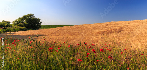 Field of red poppies in bright evening light