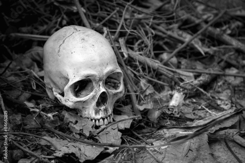 Still life with skull